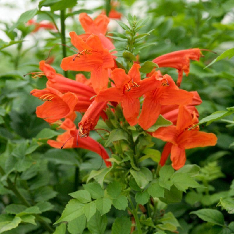 Tecomaria Capensis Orange Trumpet 5 seeds USA Fast Shipping - $14.98