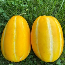 Korean Melon Ginkaku Seeds 10 Seeds Fresh Seeds Fast Shipping - $18.09