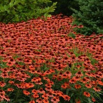 50 + Flamanco Orange Coneflower Seeds Echinacea Flower Perennial Flower ... - £8.02 GBP