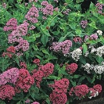 40 Jupiter&#39;S Beard Mix Centranthus Ruber Perennial Flower Seeds Gardening Fresh  - $16.00