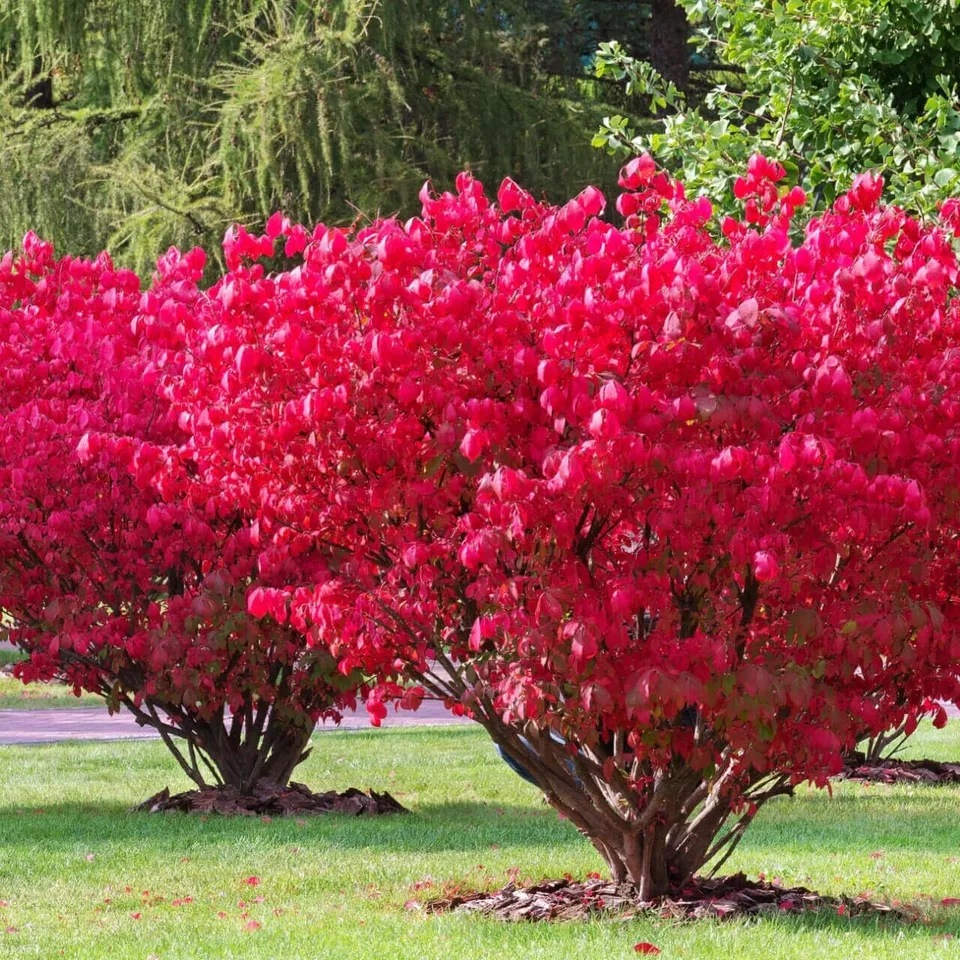 Live Burning Bush Plant Strong Rooted 1-2 yo Shrub (Euonymus Alatus) Not... - $29.99