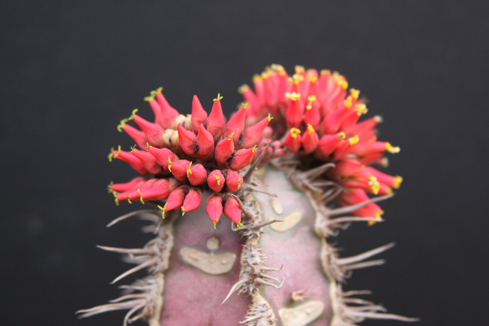 Euphorbia neohumbertii BLUE LEAF exotic madagascar palm cacti rare seed 5 seeds Item image 2