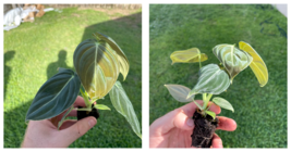 Live Plant Philodendron Melanochrysum Starter Plant  - $28.99
