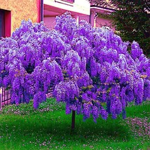 5 Chinese Blue Wisteria sinensis Tree Seeds - $17.90
