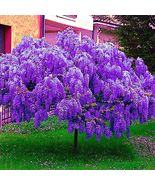 5 Chinese Blue Wisteria sinensis Tree Seeds - £14.09 GBP