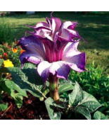 20 Purple Moonflower Gorgeous Night Blooming Flower Us Seller - £5.25 GBP