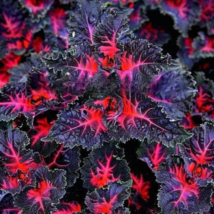 BPASTORE 25 Seeds Coleus Black Dragon Lulu Flower Plant - $10.33