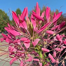 100 Cerise Spider Seeds Clome Spinosa Perennial Fresh Garden - $8.98