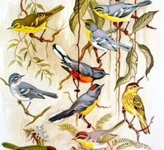 American Warblers 1957 Lithograph Bird Art Print John H Dick #1 DWDD4 - £39.49 GBP