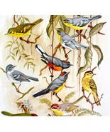 American Warblers 1957 Lithograph Bird Art Print John H Dick #1 DWDD4 - £39.32 GBP