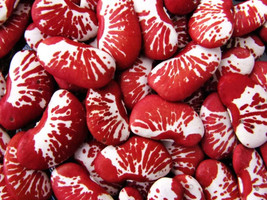 15 Christmas Lima Bean Calico Chestnut Phaseolus Lunatus Legume Vegetable Seeds  - $9.60