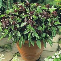 Basil Licorice Great Herb 1200 Seeds Fresh Garden USA SELLER - $13.90