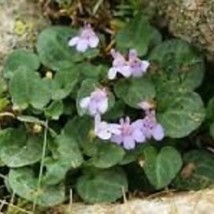 100 Cymbalaria Kenilworth Ivy Flower Seeds Garden Fresh USA Shipping - $16.77