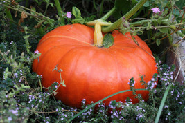 Cinderella Pumpkin Seeds Pumpkin Pie Halloween Rouge vif d&#39;Etampes  - £7.70 GBP