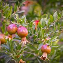 Live Plant Dwarf Pomegranate Live Plant Fruiting - Punica granatum - Gardening - £39.95 GBP