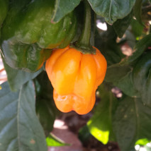 40 Orange Scotch Bonnet Pepper Very Hot Jamaican Capsicum Annuum Vegetable Seeds - £4.47 GBP