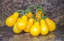 New Fresh Seeds Beams Yellow Pear Tomato 12 Seeds Free Domestic Ship - £4.74 GBP