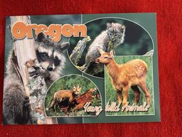 Oregon Postcard Young Wild Animals of Oregon NEW Unposted - $3.99