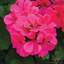 RD 25+ Caliente Dark Rose Geranium Seeds for Garden Planting  - $5.15