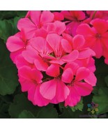 RD 25+ Caliente Dark Rose Geranium Seeds for Garden Planting  - €4,38 EUR
