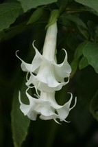10 Triple White Angel Trumpet Seeds Flowers Seed   - £12.98 GBP