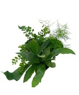 Fern Assortment Set, 4 inch pots, Set of 3, Variety, Great Indoor Housep... - $695.45 MXN