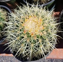 Golden Barrel Cactus (1 Gal Pot) - £40.59 GBP