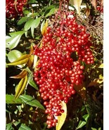 25 Domestic Nandina 2.5&quot; pot  Heavenly Bamboo - $126.51 CAD