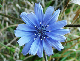 Chicory Seeds Italian Dandelion Deer Plot Coffee Weed Fresh Fast Shipping - $3.98
