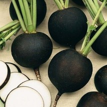 100 Black Spanish Round Radish Seeds Organic Fresh USA Fast Shipping - £10.41 GBP