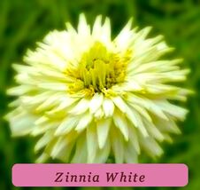 7545 zinnia white pop thumb200