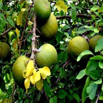 FRESH 20 Bael Fruit Tree Seeds (Aegle Marmelos) Bengal Quince Stone Apple Plant  - $17.00