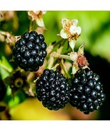 KKG 20 Blackberry Bush Seeds Rubus Allegheniensis Fruit Zone 3 Easy Grow - €11,29 EUR