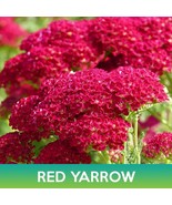 Red Yarrow Flower Achillea Millefolium Rubra Heirloom Seeds - €11,23 EUR