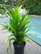Pandanus Amaryllifolius (Bai Toey) Plant- Very Large - $59.00