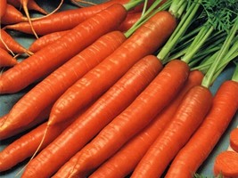 Scarlet Nantes Carrot 100 Heirloom Fresh Sweet Crispy Non GMO Bulk Seeds - $166.12 MXN