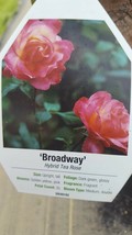 Broadway Rose 3 Gal Golden Yellow Pink  Live Bush Plants Hybrid Tea Plant Roses - £61.91 GBP