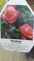 Broadway Rose 3 Gal Golden Yellow Pink  Live Bush Plants Hybrid Tea Plant Roses - £61.97 GBP