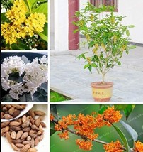 20 pcs Osmanthus Fragrans Seeds Charming and Fragrant Sweet Olive Tree Mixed Col - £7.56 GBP