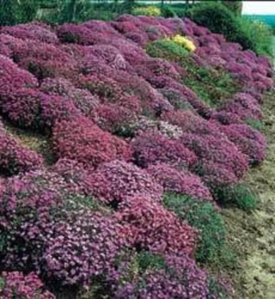 Top Seller 400 Rainbow Rockcress Rock Cress Large Flowered Aubrieta Cult... - $14.60