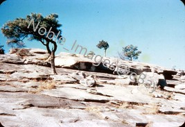 1952 Trees near Top of Stone Mountain Atlanta Retail Slide - £2.78 GBP