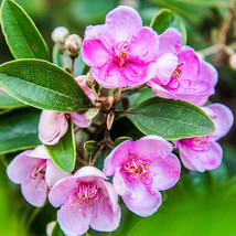 Premium Rhodomyrtus Tomentosa Seeds: Grow Your Own Rose Myrtle Plant 50 seeds FR - £6.38 GBP