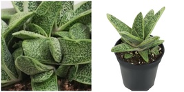 Little Warty Succulent Plant - Gasteria - 2.5&quot; Pot - £26.45 GBP