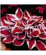 Promotion! 150 Pcs Beautiful Hosta Perennials Lily Flower Shade Hosta Fl... - £6.21 GBP