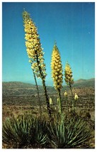 Hillsides Of Desert Yuccas In Bloom Cactus Postcard - £6.92 GBP