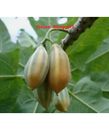 Get 25+ Oak-Leaved Papaya Seeds for Your Garden - Quick Shipping in the USA - £6.23 GBP