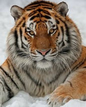 Tiger In Snow  Art Print great wall hanging &quot;8x10&quot;decorations picture  D... - $11.87