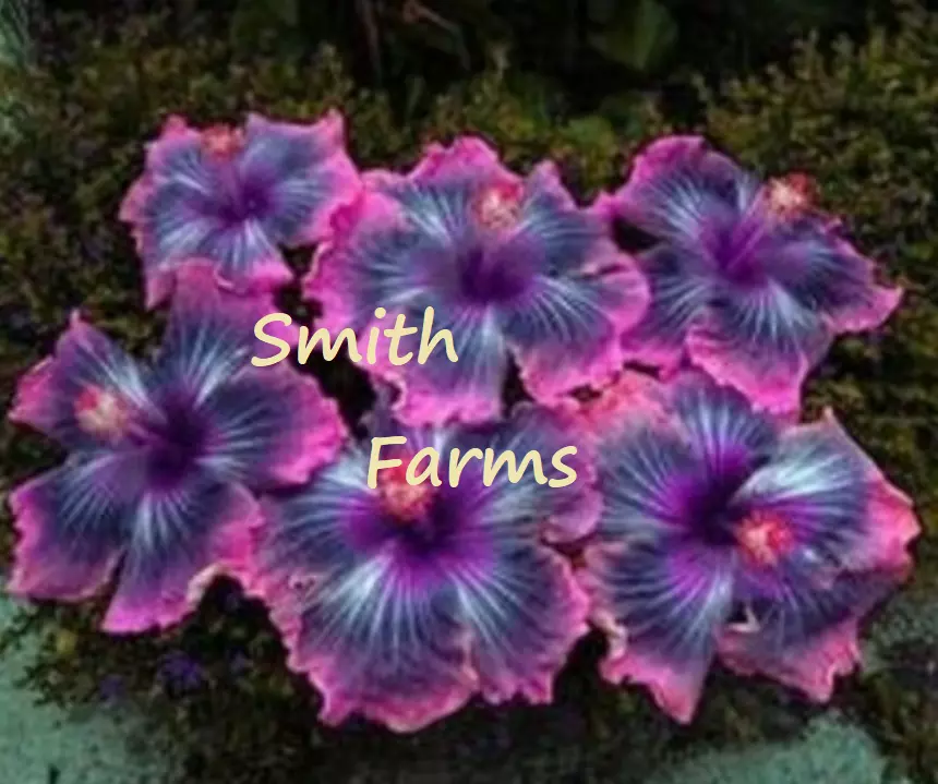 SKMO Pink Black Purple Hibiscus Flower 30 Seeds - $10.60