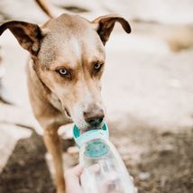 BottleDoggy Portable Drinking Water Bottle for Dogs and Cats - £16.00 GBP