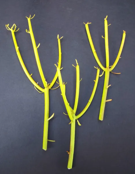 Euphorbia Tirucalli Pencil Cactus Plant Fire On Stick Rosea Cuttings Cutting 100 - £110.84 GBP